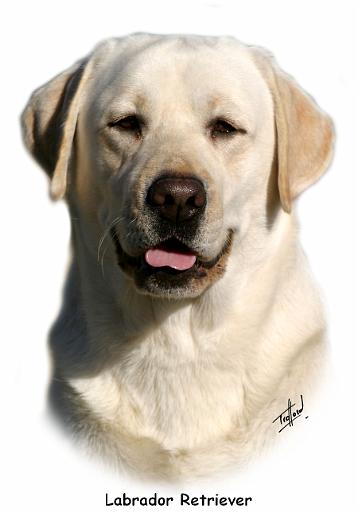 Labrador Retriever 9Y383D-267.jpg